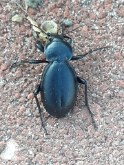 Carabus impressus