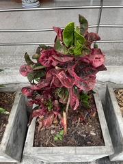 Codiaeum variegatum