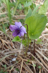 Viola kamtschadalorum
