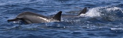 Stenella longirostris