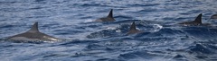 Stenella longirostris