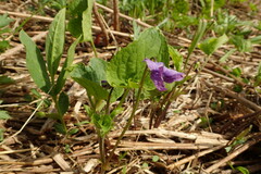 Viola kamtschadalorum