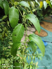 Dendrophthoe pentandra