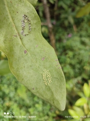 Dendrophthoe pentandra