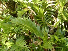 Asplenium obtusatum