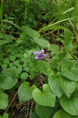 Viola kamtschadalorum