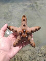 Protoreaster nodosus