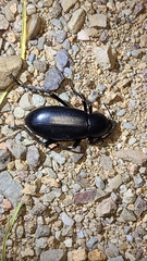 Eleodes longicollis