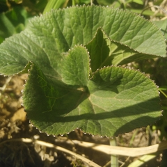 Gunnera perpensa