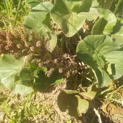 Gunnera perpensa