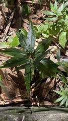 Caryophyllales