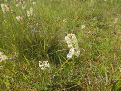 Stackhousia subterranea