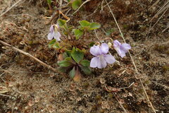 Viola sacchalinensis