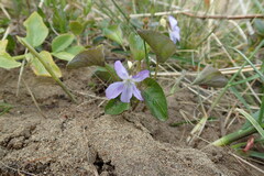 Viola sacchalinensis