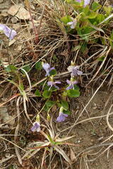 Viola sacchalinensis