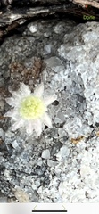Actinotus minor