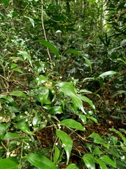 Cryptocarya laevigata