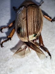 Pelidnota strigosa