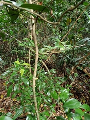 Cryptocarya laevigata