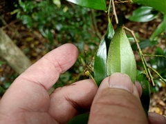 Cryptocarya laevigata
