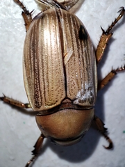 Pelidnota strigosa