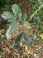 Diploglottis diphyllostegia