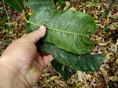 Diploglottis diphyllostegia
