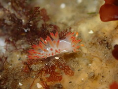 Coryphella trilineata