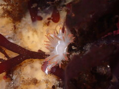 Coryphella trilineata