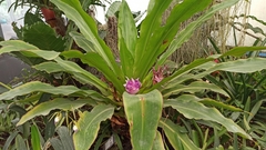 Aechmea fasciata