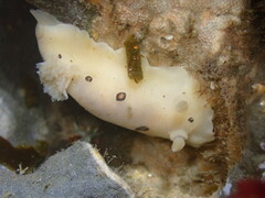 Diaulula sandiegensis