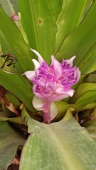 Aechmea fasciata