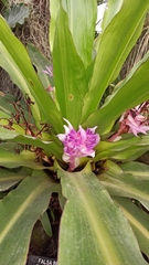 Aechmea fasciata