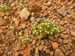 Hyalosperma