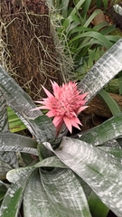 Aechmea fasciata
