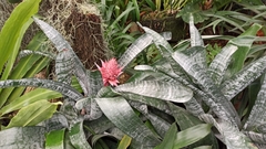 Aechmea fasciata