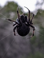 Araneus bicentenarius