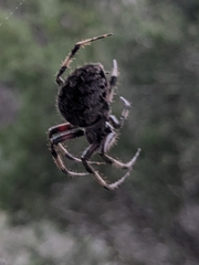 Araneus bicentenarius