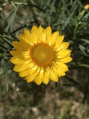 Xerochrysum