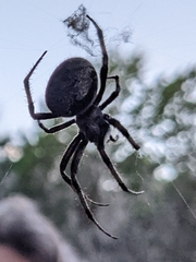 Araneus bicentenarius