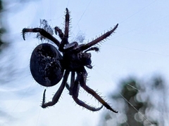 Araneus bicentenarius