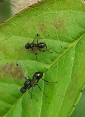 Parapalaeosepsis plebeia