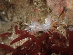 Coryphella trilineata