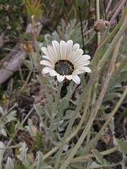 Arctotis stoechadifolia