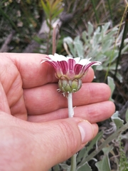 Arctotis stoechadifolia