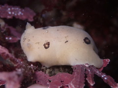 Diaulula sandiegensis