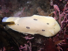 Diaulula sandiegensis