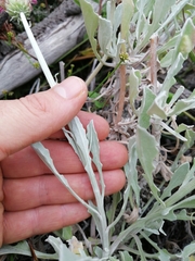 Arctotis stoechadifolia