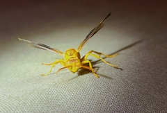 Polistes flavus