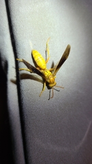 Polistes flavus
